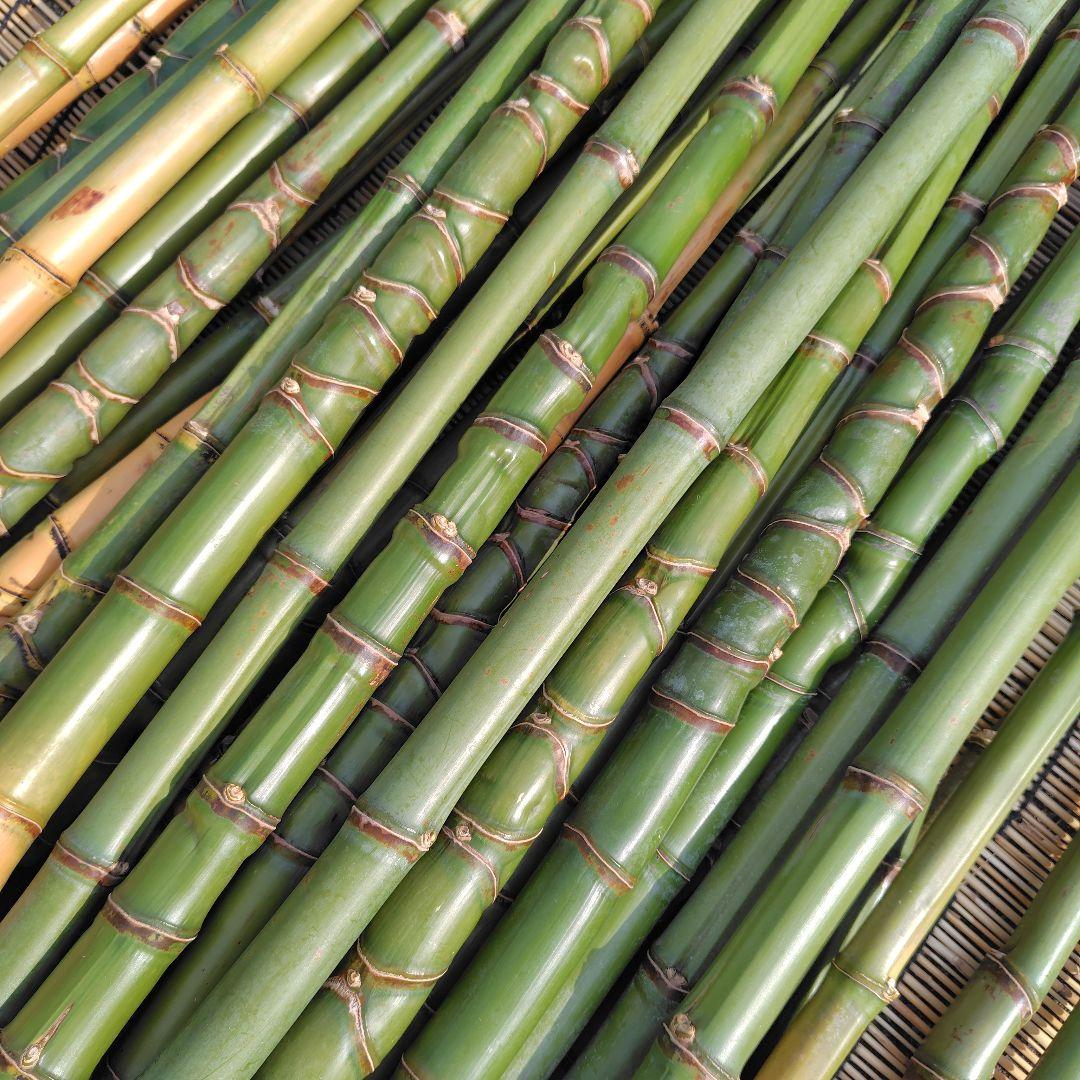 モリタツユウ様「専用画面」　香川県産→　布袋竹（50本）　全長　110cm