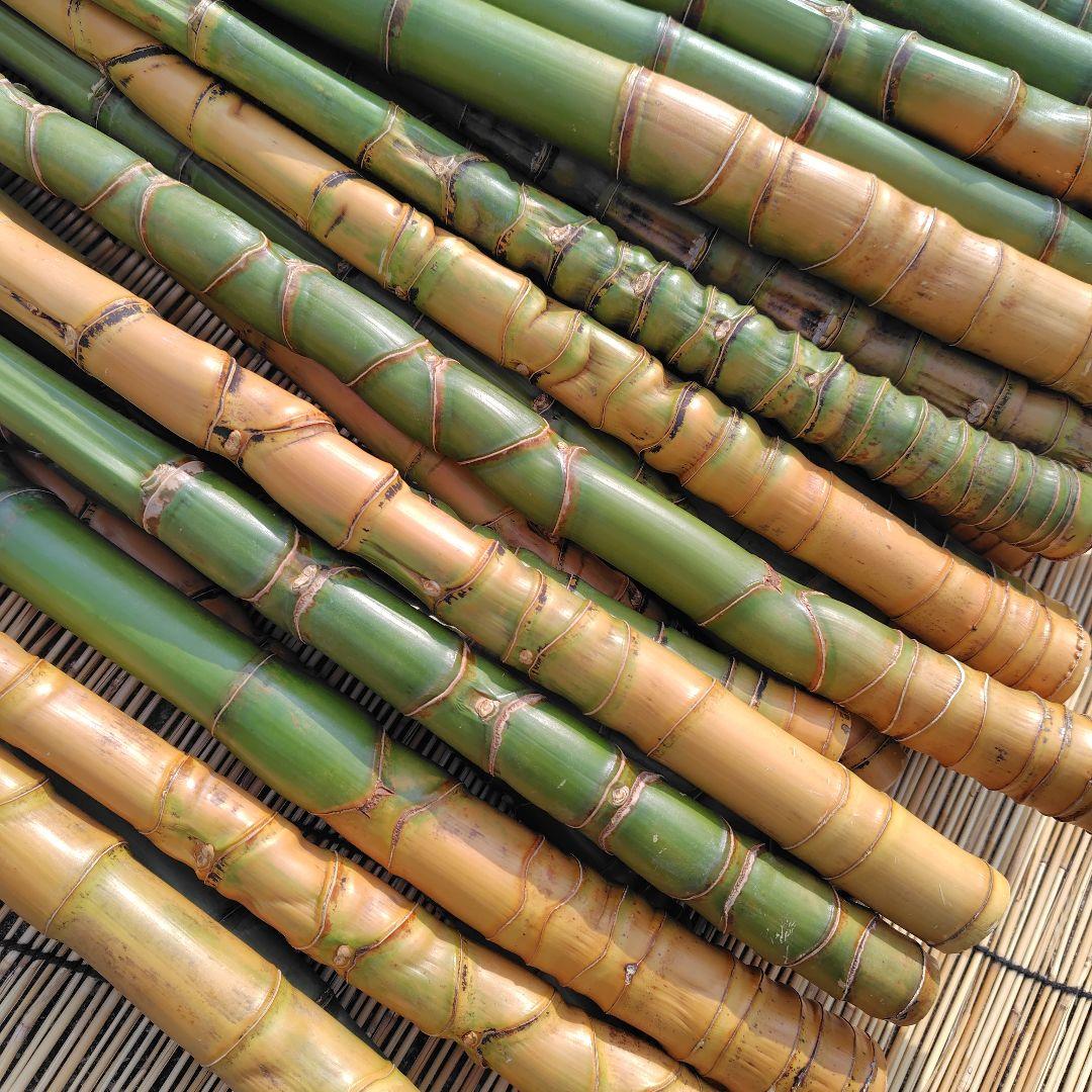 モリタツユウ様「専用画面」　香川県産→　布袋竹（50本）　全長　110cm