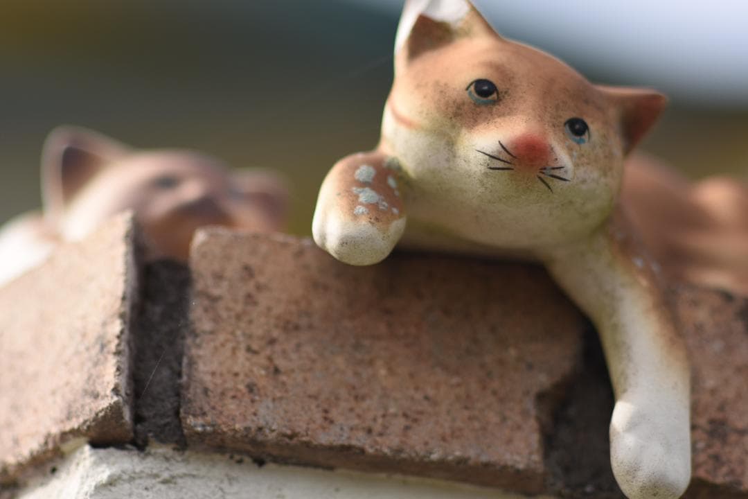 綺麗 Nikon AF NIKKOR 85mm F1.4D