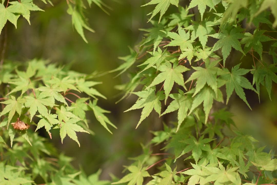 綺麗 Nikon AF NIKKOR 85mm F1.4D