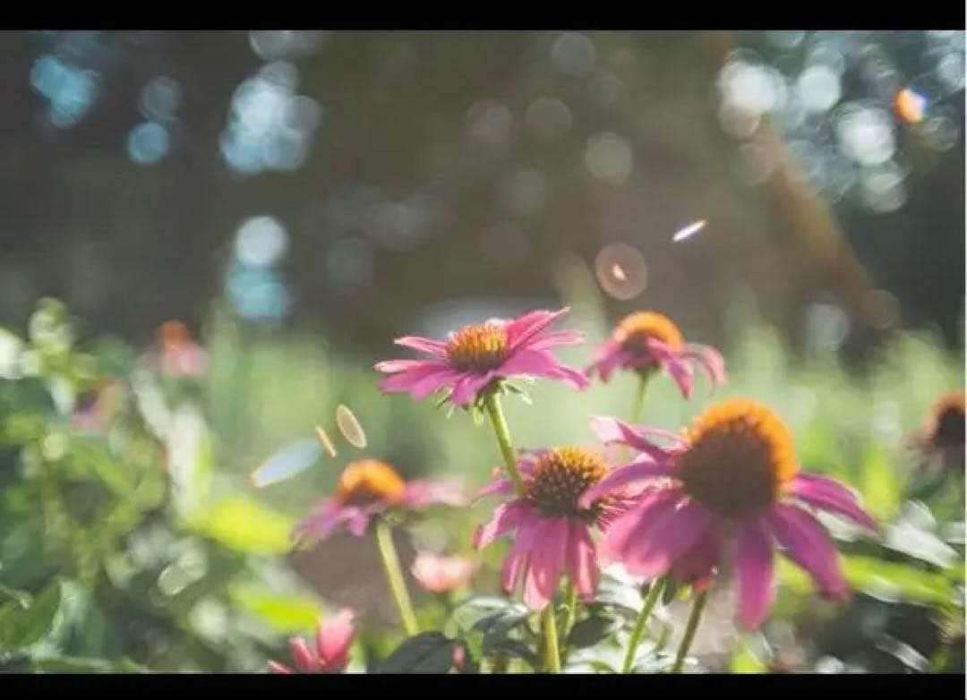 美品 Kiron 28mm F2 オールドレンズ