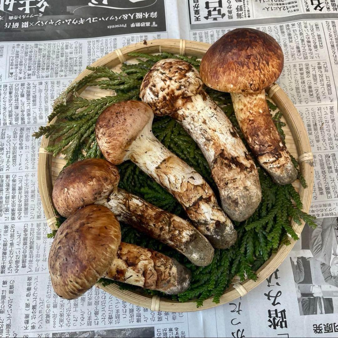 天然きのこ 松茸 国産 良品‼️ マツタケ まつたけ 大自然の凛さん採取その157