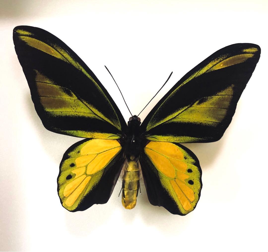 蝶標本　キマエラトリバネアゲハ　ペア