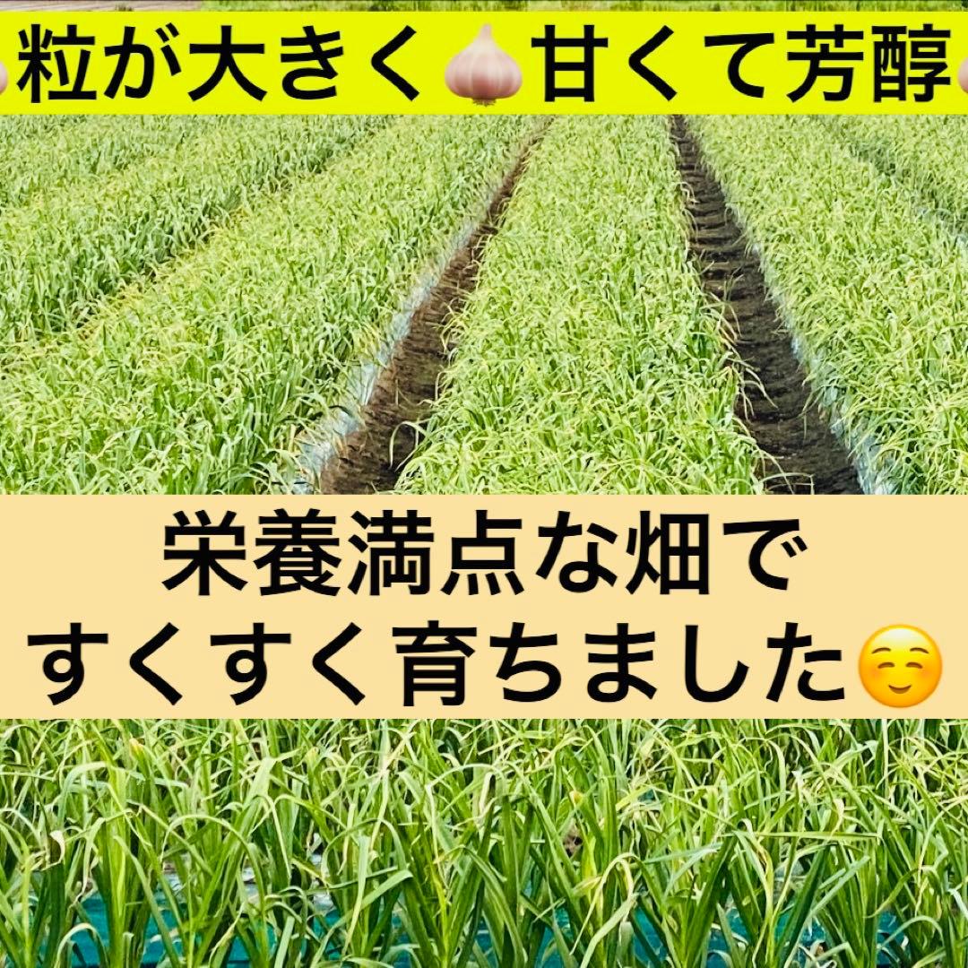 特価品！　Sサイズ　10kg 青森産 乾燥にんにく 福地ホワイト六片 ニンニク