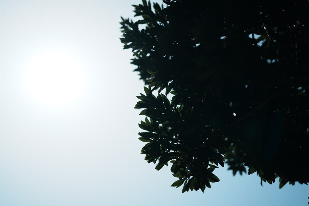 【極美品】Sony Gマスター SEL85F14GM 85mm F1.4 ボケ王