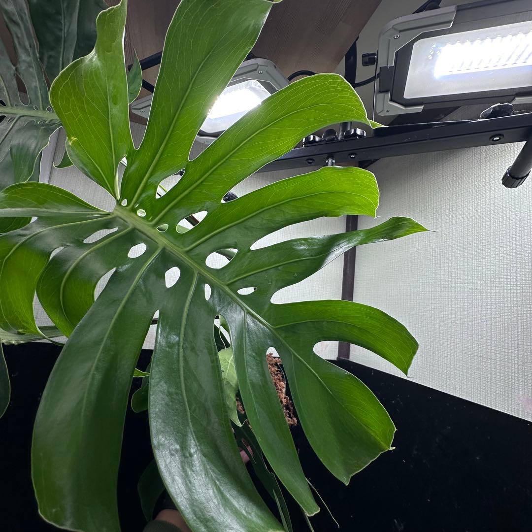 n*l様 モンステラデリシオーサマクロコズム超希少系統鉢植え83㎝