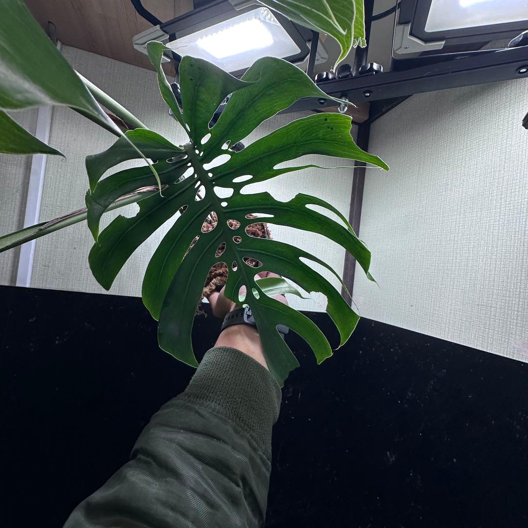 n*l様 モンステラデリシオーサマクロコズム超希少系統鉢植え83㎝