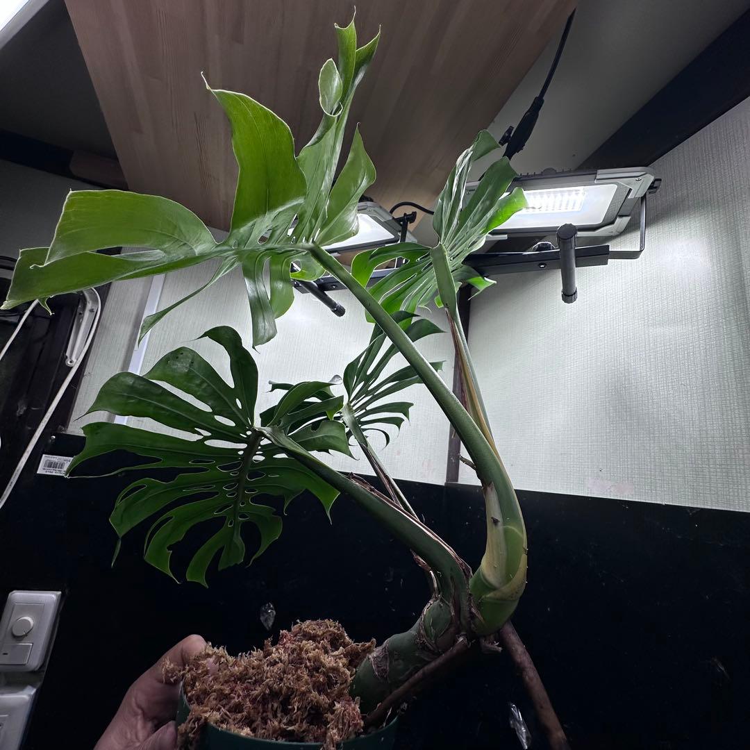 n*l様 モンステラデリシオーサマクロコズム超希少系統鉢植え83㎝