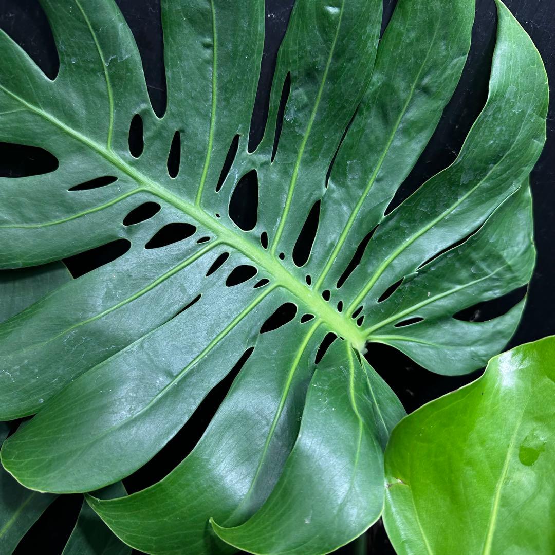 n*l様 モンステラデリシオーサマクロコズム超希少系統鉢植え83㎝