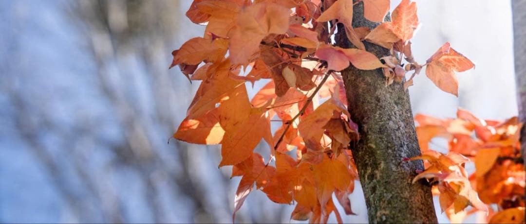 VILTROX AF 85mm F1.8 II ソニーE用　29日出品停止