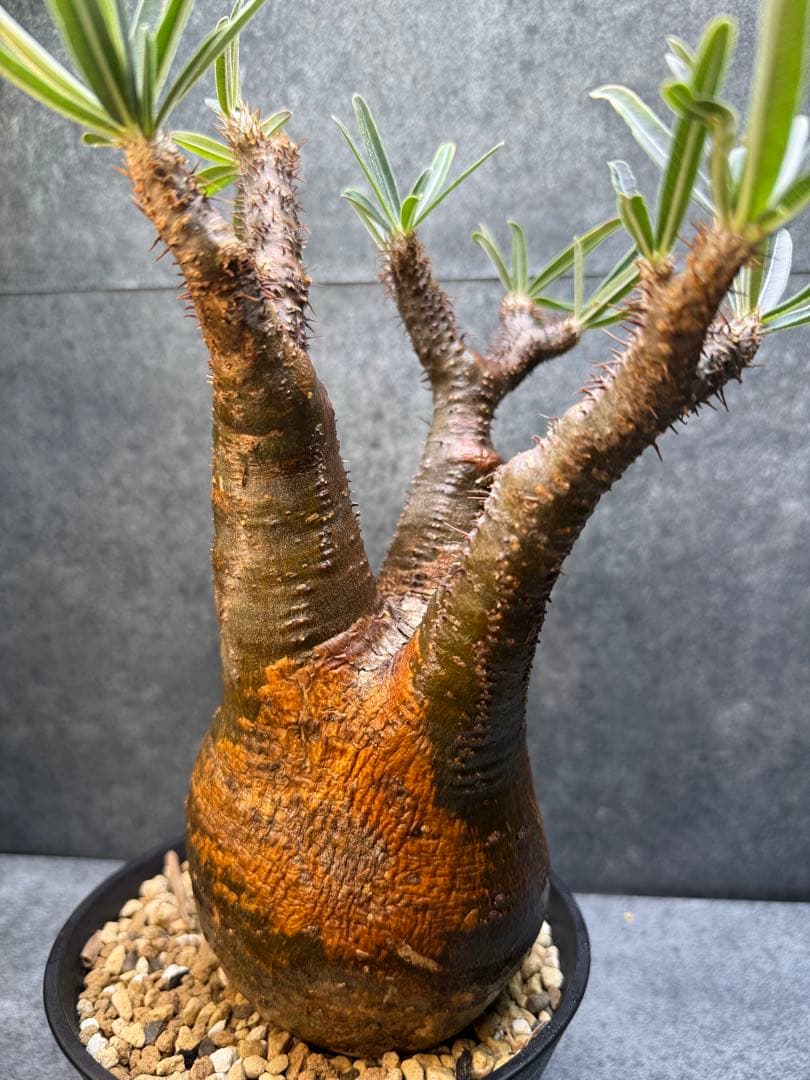 パキポディウム　グラキリス　現地球　発根済み　現14