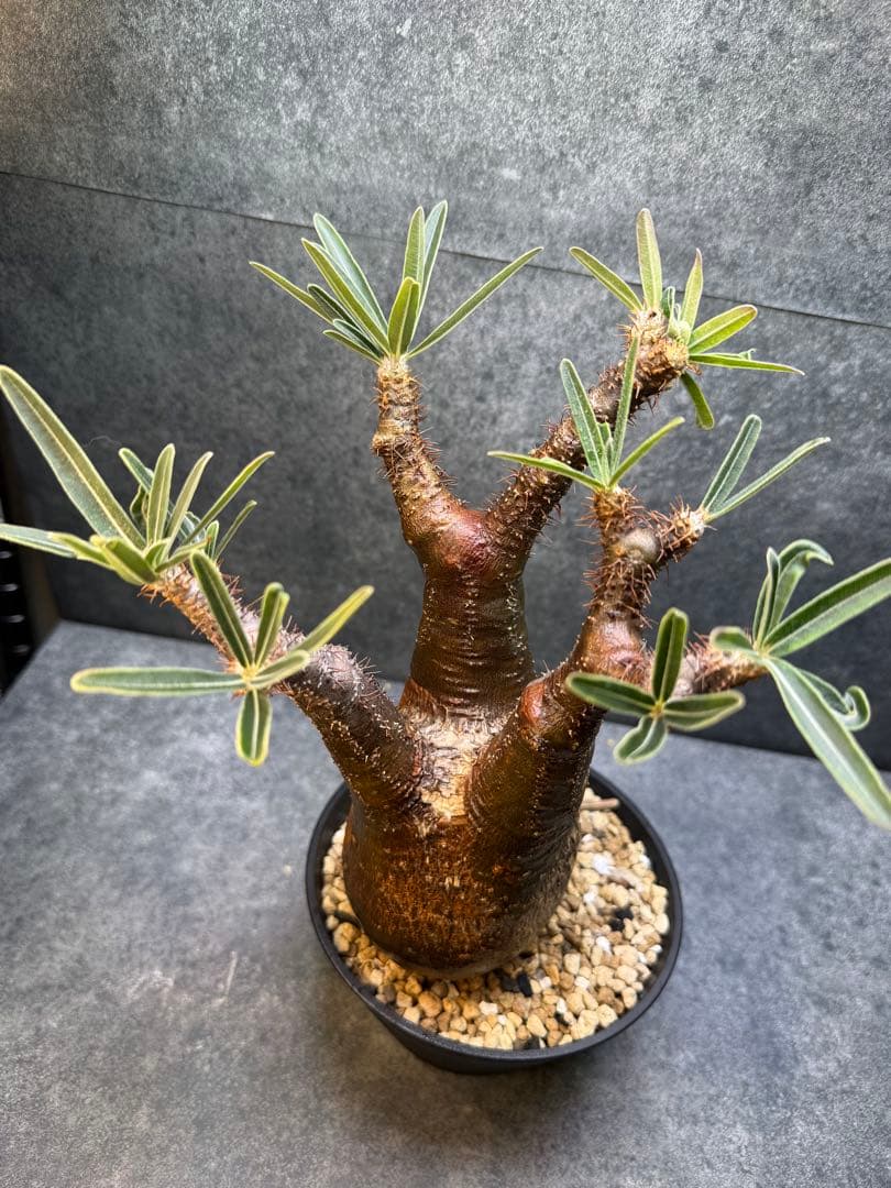 パキポディウム　グラキリス　現地球　発根済み　現14