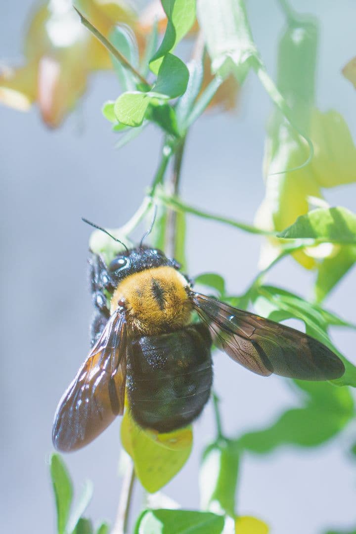 キヤノン EF100mm F2.8L MACRO IS USM