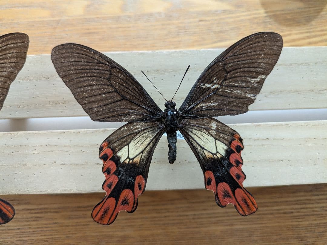 蝶　標本　蝶標本　タイワンフトオアゲハ