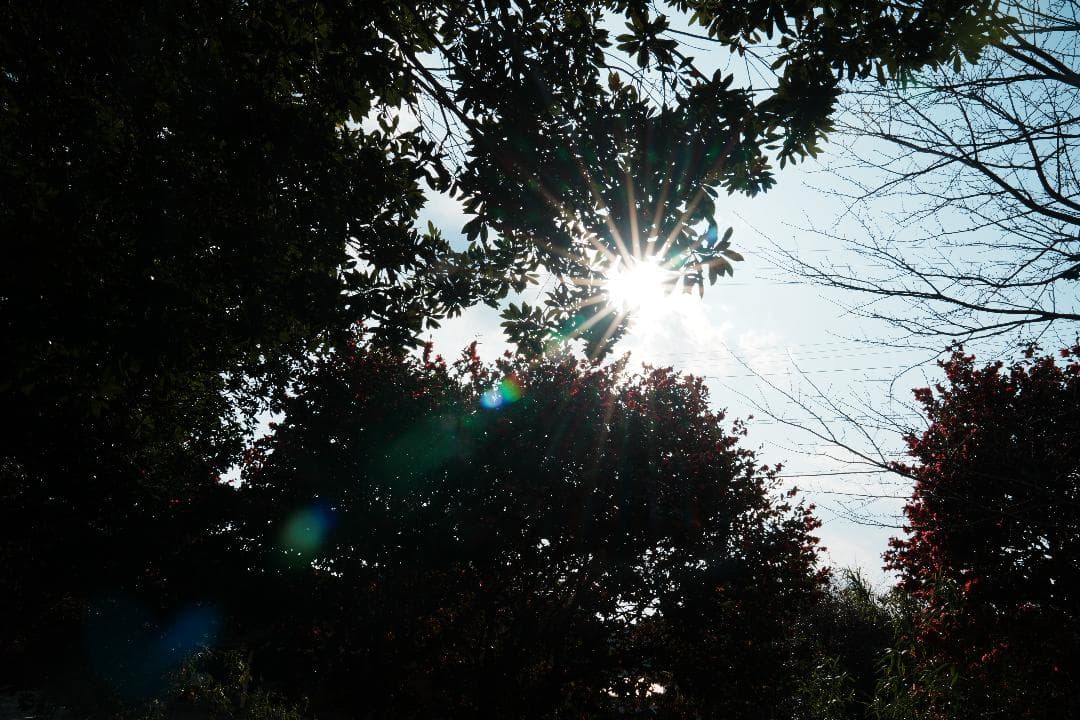 【テスト済安心】SONY SEL2470GM 大三元ズーム F2.8 131