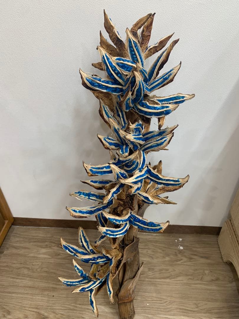 旅人の木特大茎長め　A級品８節