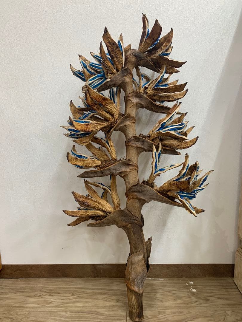 旅人の木特大茎長め　A級品８節