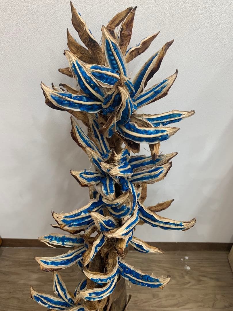 旅人の木特大茎長め　A級品８節