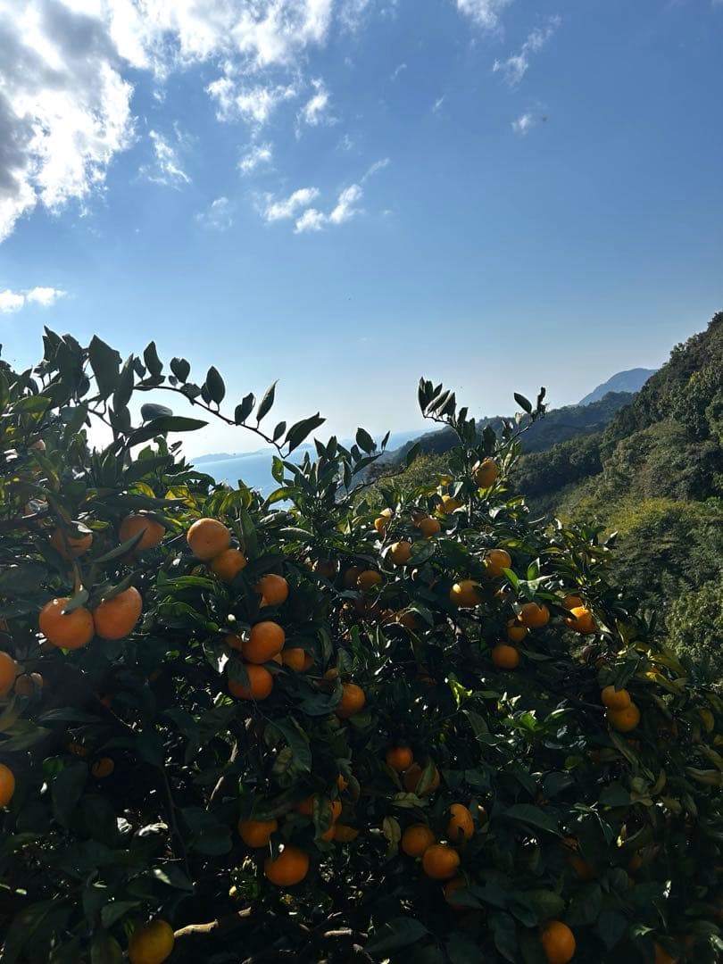 味濃く甘い！5キロ×3箱
