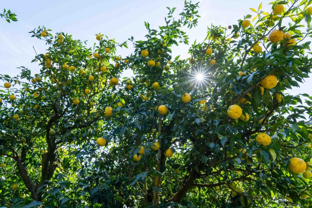 ③kenynares高知県産本柚子約20kg（60/60）