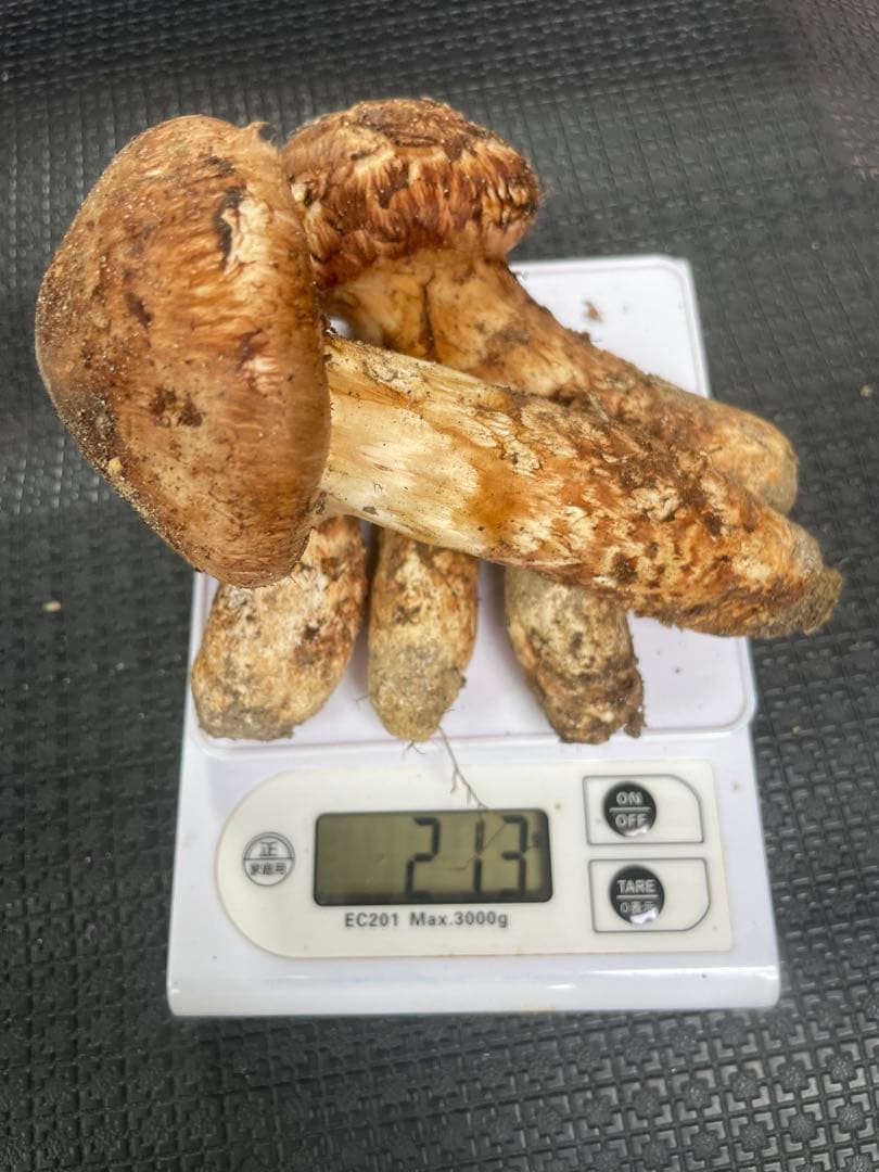 松茸　信州　長野県産　213g　10/14採取