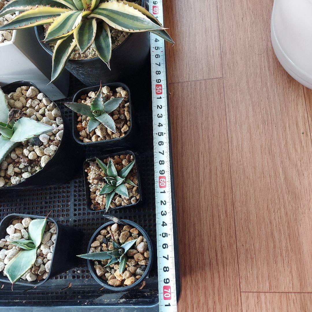 アガベ　まとめ　鉢のまま発送　メルカリ便