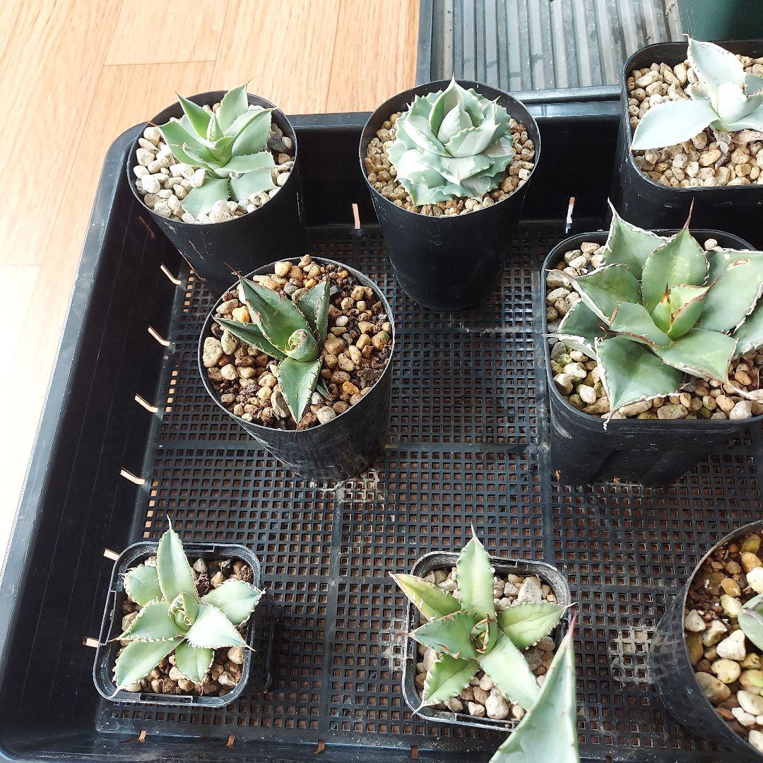 アガベ　まとめ　鉢のまま発送　メルカリ便