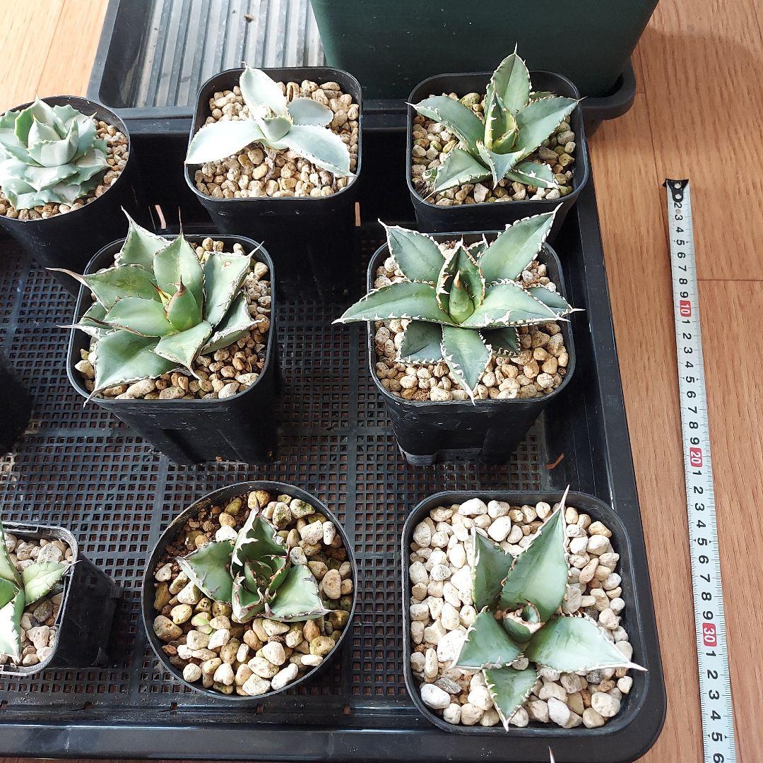 アガベ　まとめ　鉢のまま発送　メルカリ便