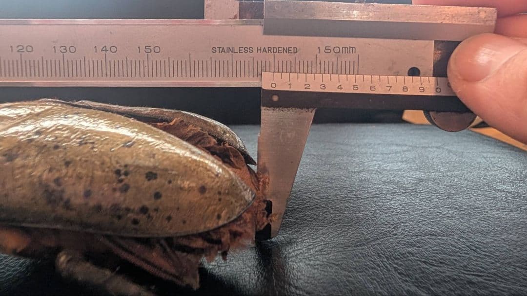 D.h. ヘラクレス　標本 max 180㎜