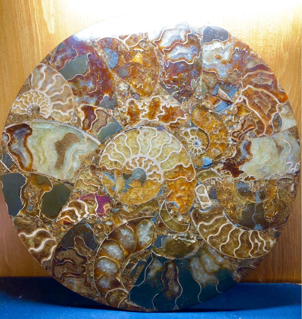 アンモナイト　化石　標本　プレート