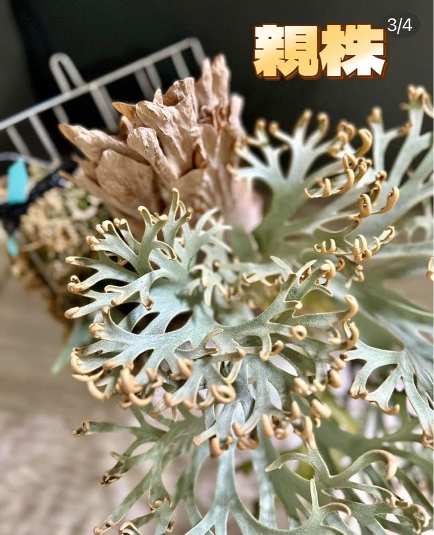 1plants　ビカクシダP.willincki Dwarf Nook特選