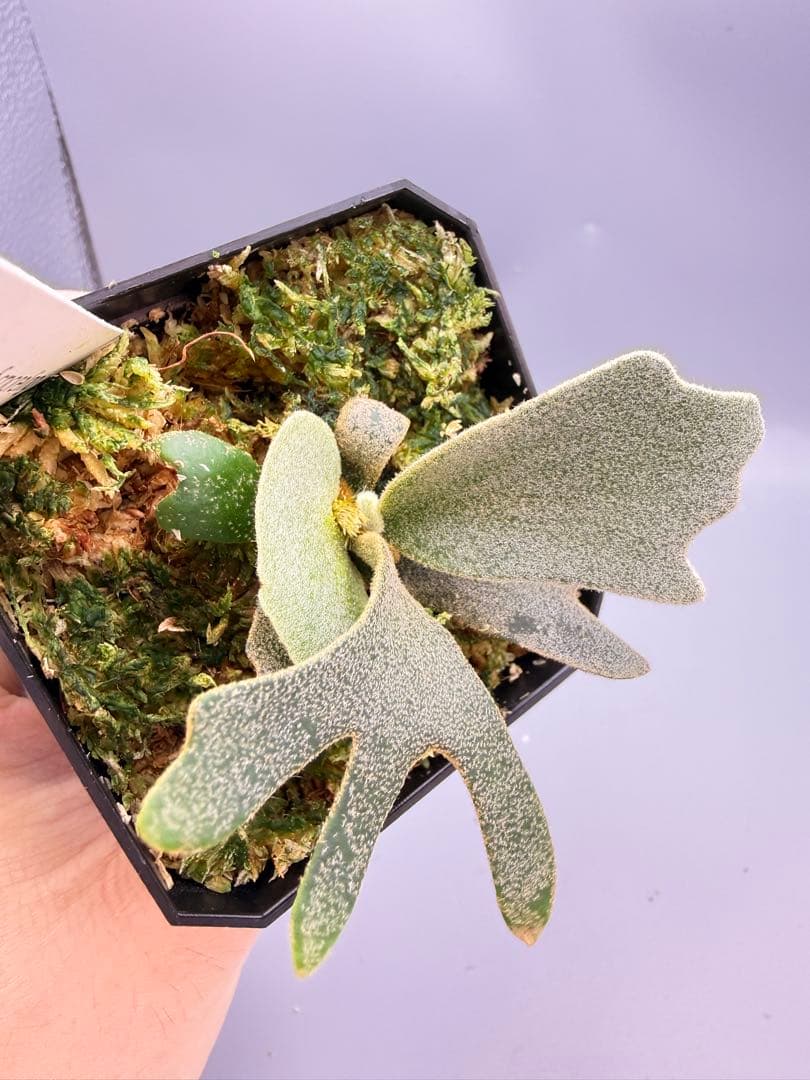 1plants　ビカクシダP.willincki Dwarf Nook特選