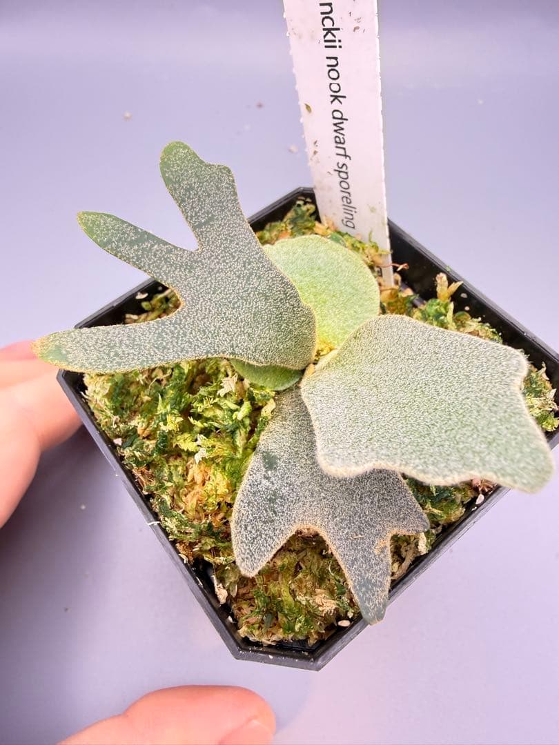 1plants　ビカクシダP.willincki Dwarf Nook特選