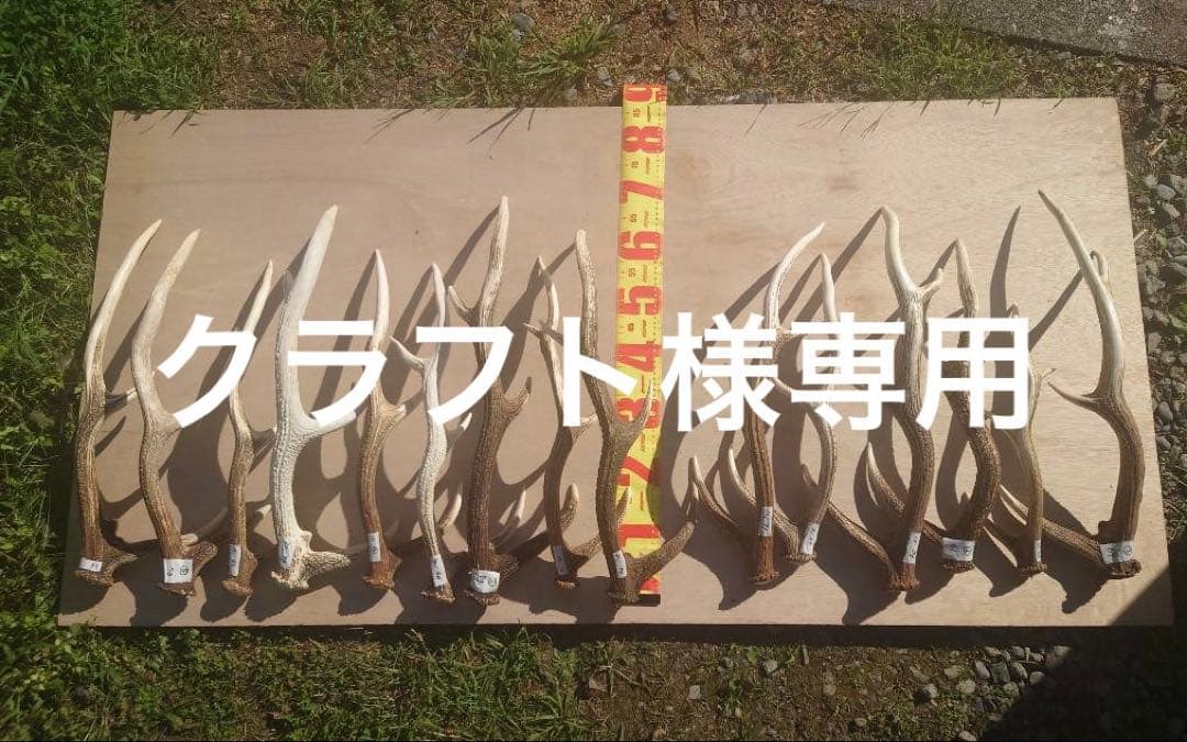 鹿の角　15本セット