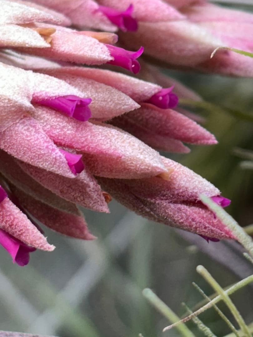 お*り様 Tillandsia.roseiflora