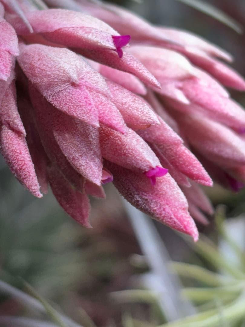 お*り様 Tillandsia.roseiflora
