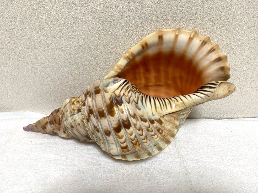 法螺貝　40cm 置物