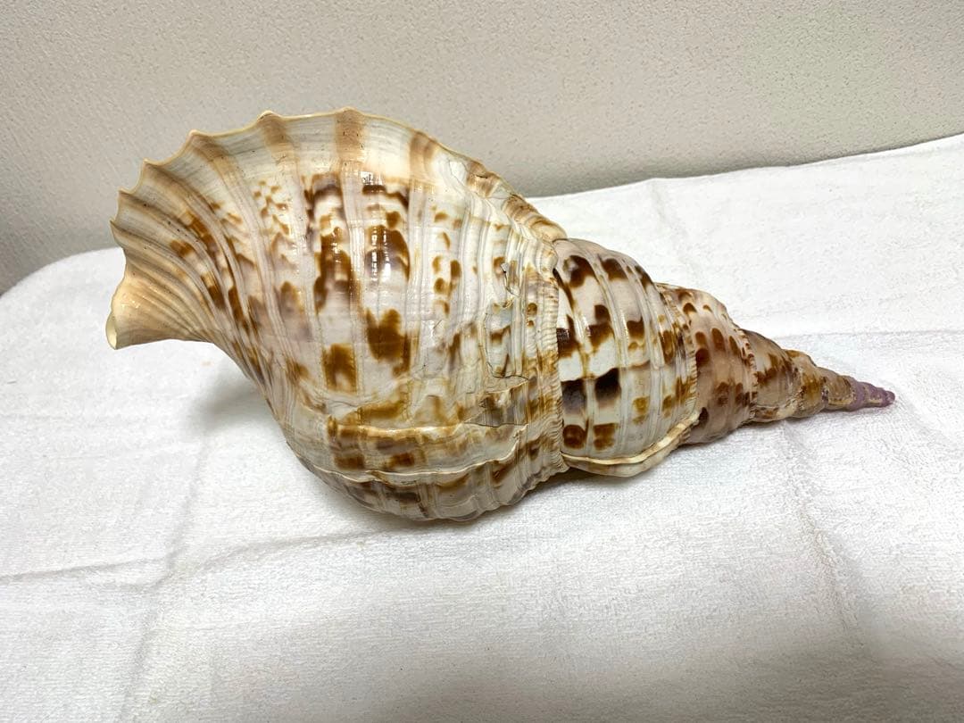 法螺貝　40cm 置物
