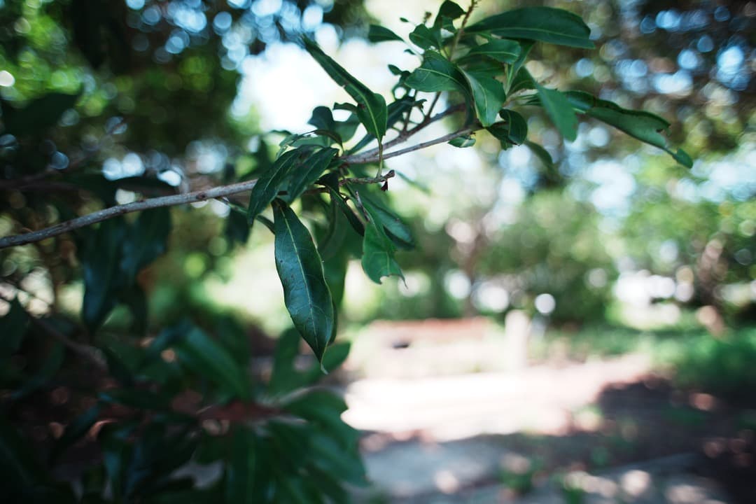 整備＆テスト済 Nikon AF Nikkor 24mm F2.8 D 994