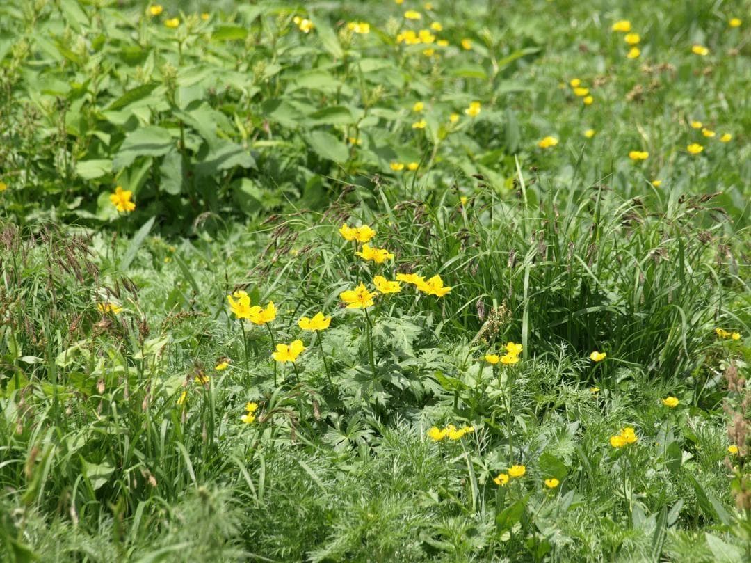 SIGMA APO 170-500mm f5-6.3 EF キャノン用 三脚座付