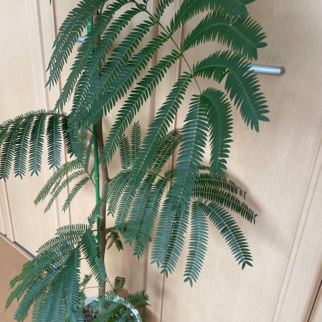 【直接取引】　エバーフレッシュ（ネムノキ）　180cm