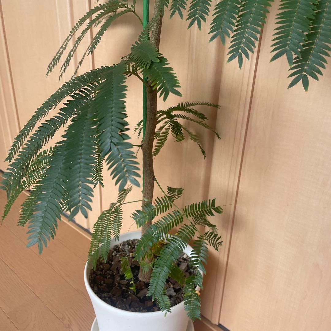 【直接取引】　エバーフレッシュ（ネムノキ）　180cm