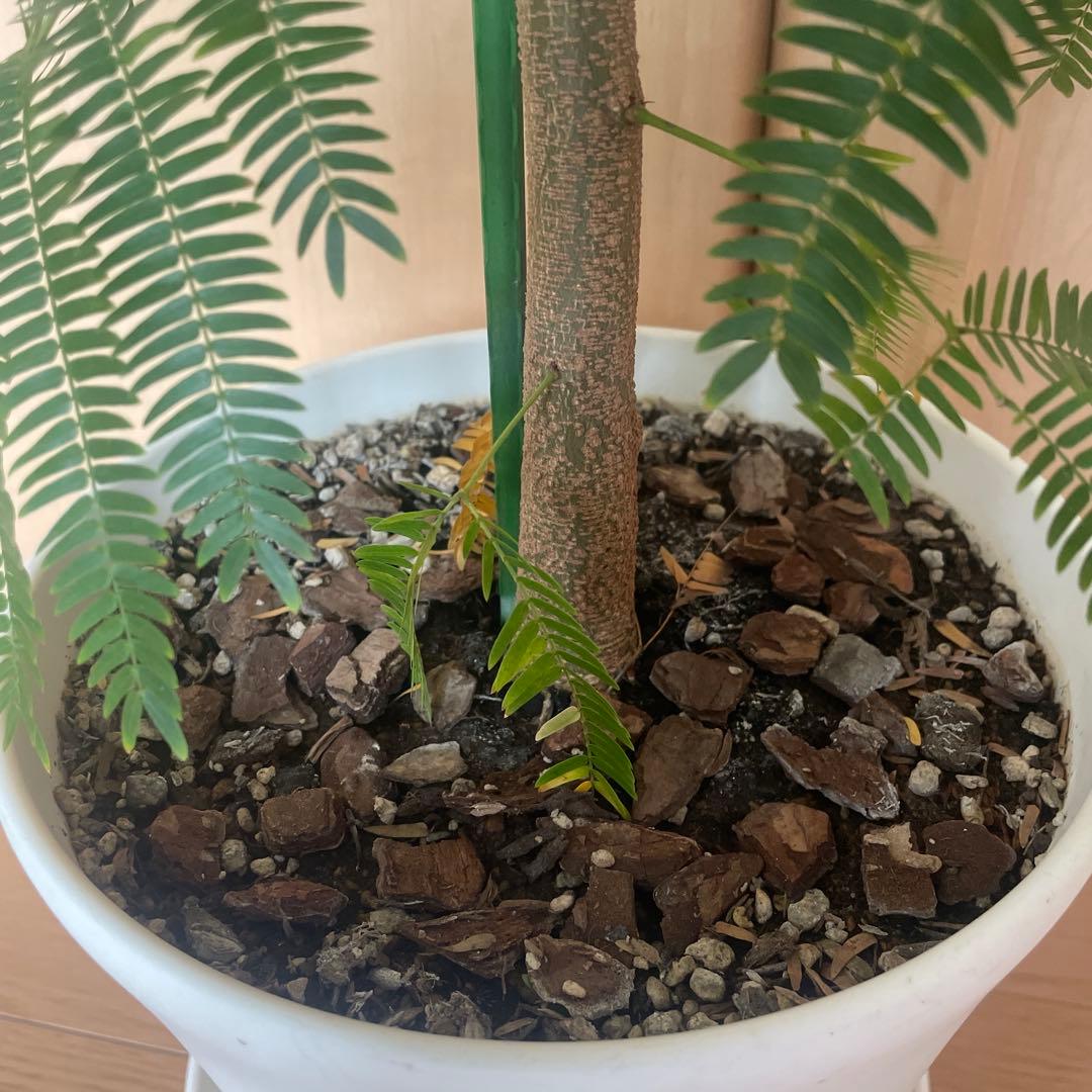 【直接取引】　エバーフレッシュ（ネムノキ）　180cm