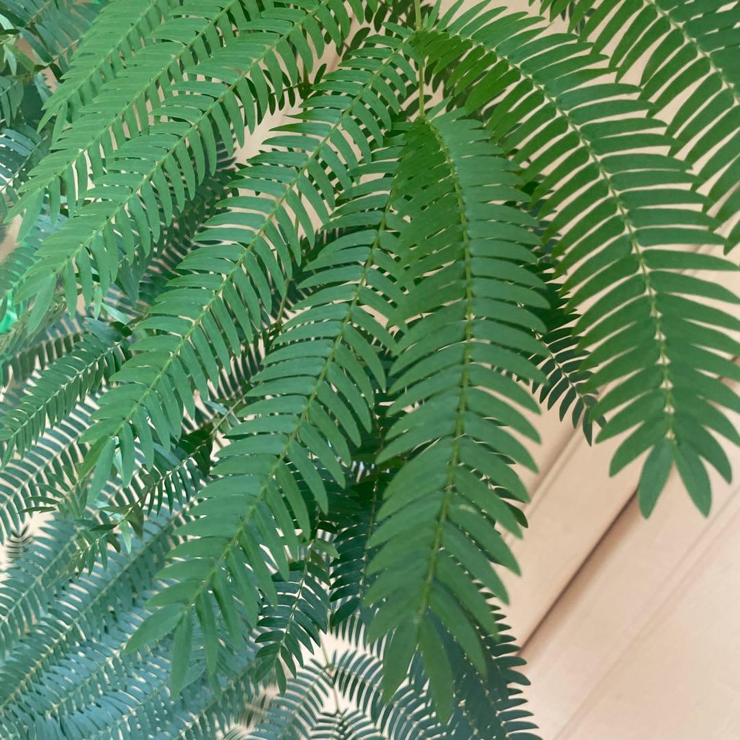 【直接取引】　エバーフレッシュ（ネムノキ）　180cm