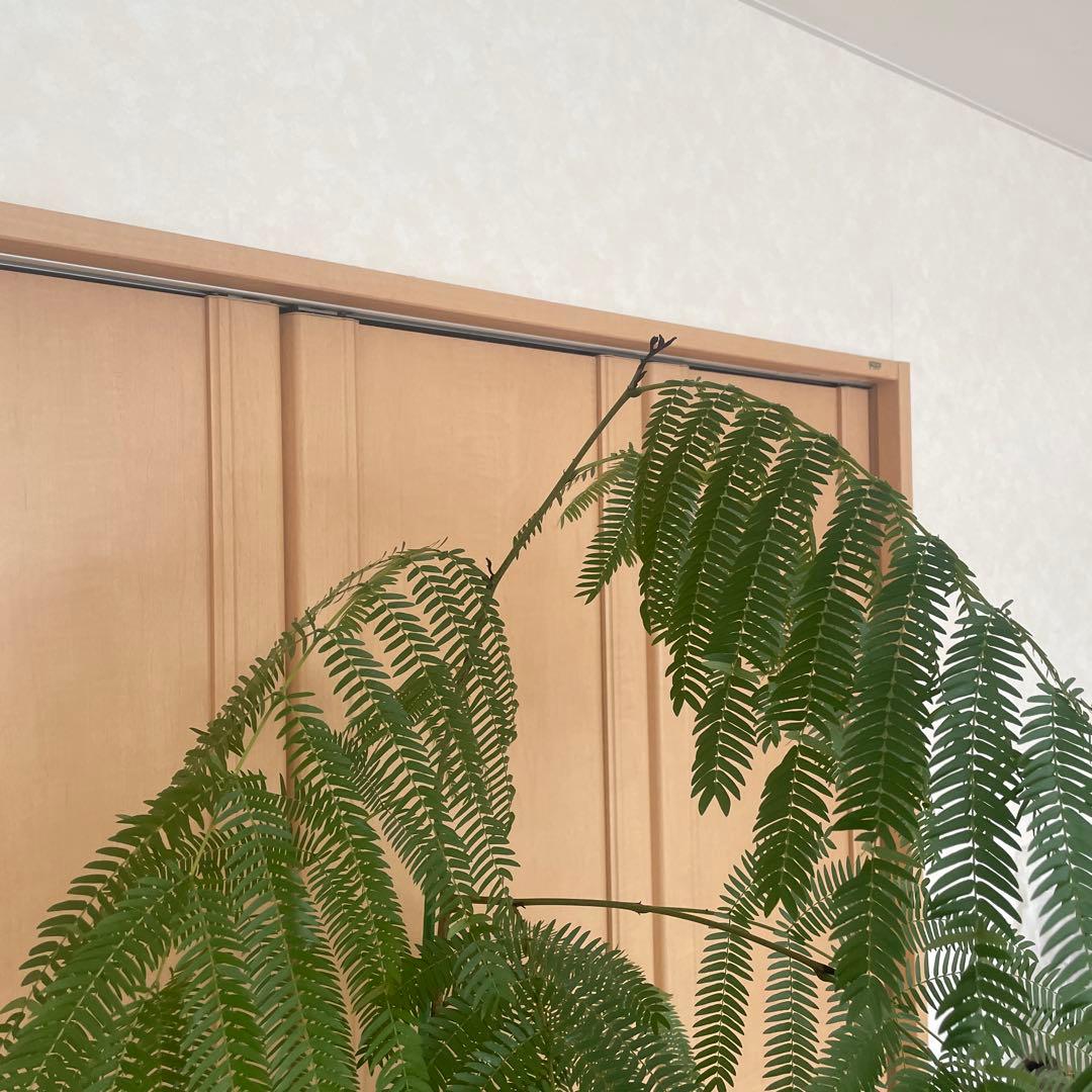 【直接取引】　エバーフレッシュ（ネムノキ）　180cm