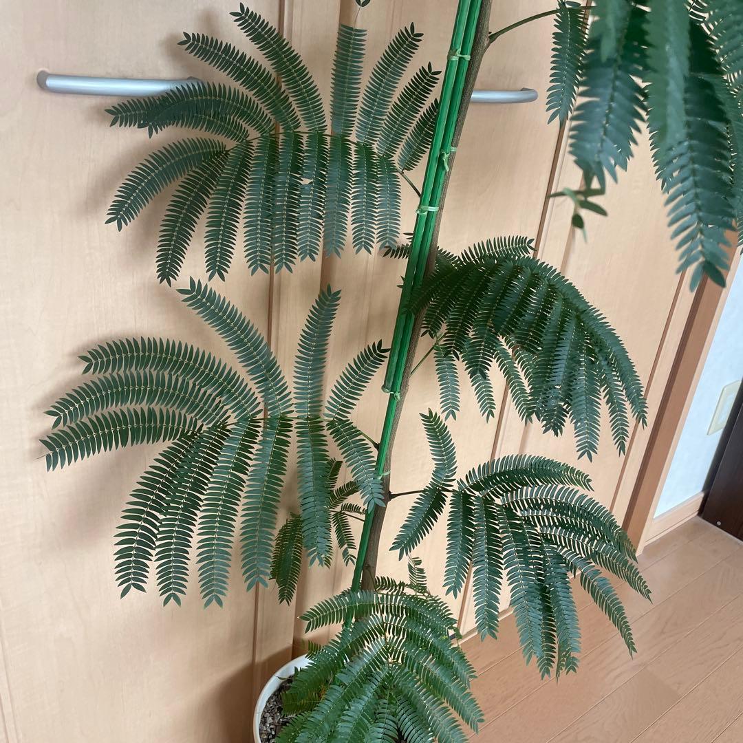 【直接取引】　エバーフレッシュ（ネムノキ）　180cm