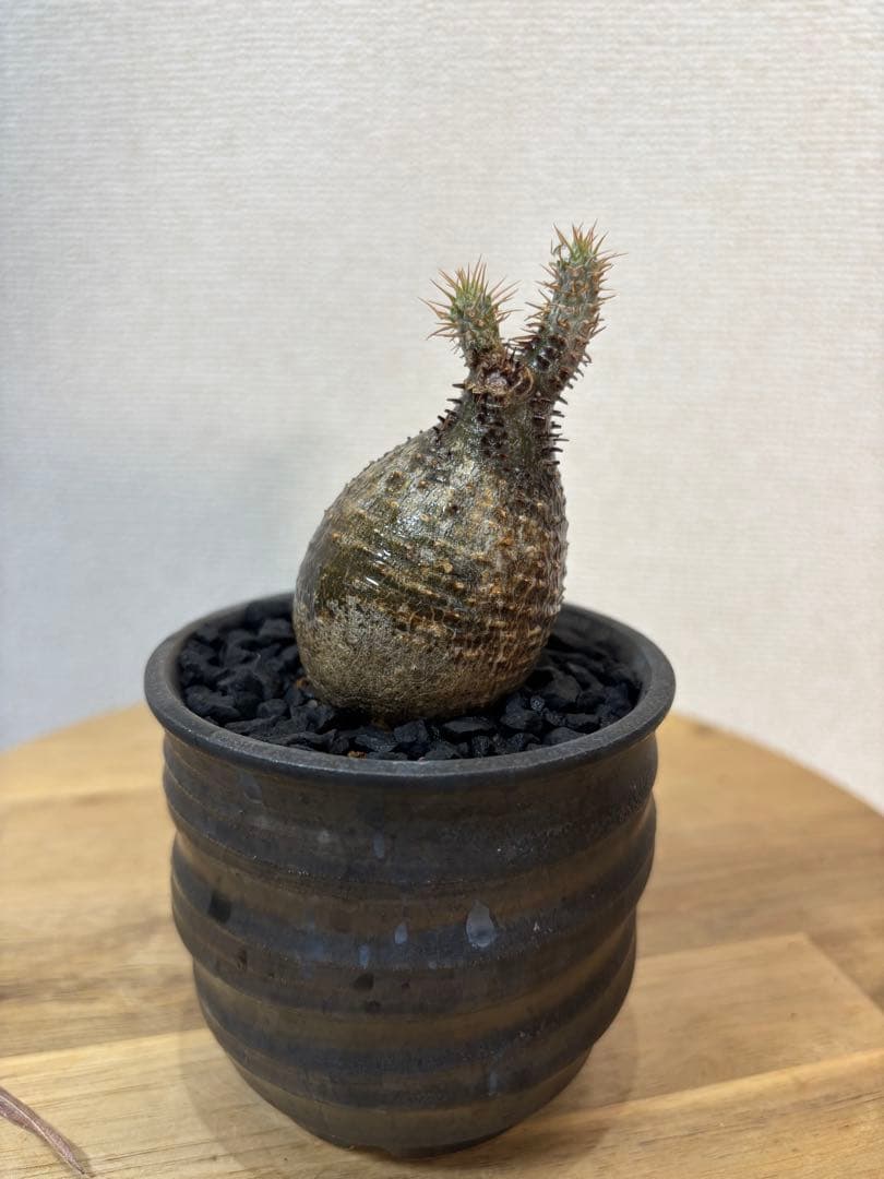 グラキリス　現地球