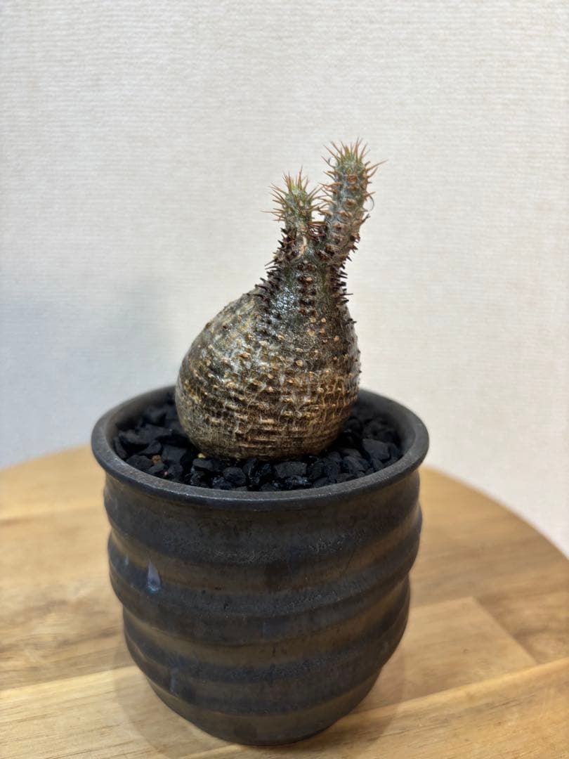 グラキリス　現地球