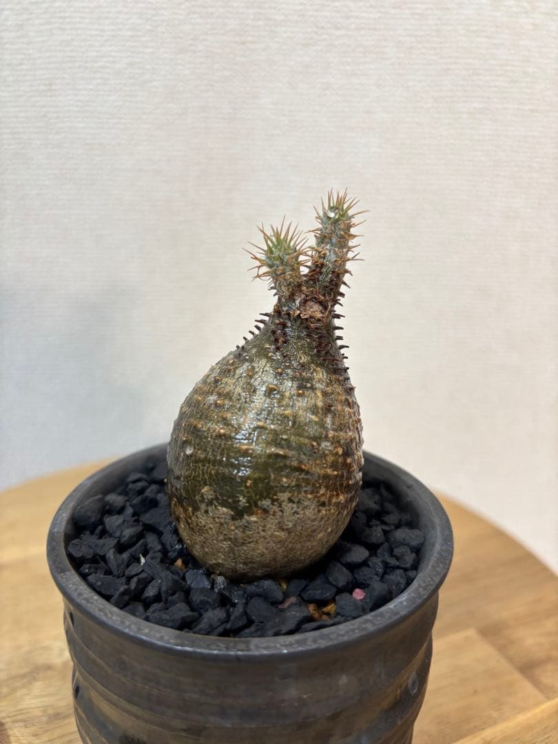 グラキリス　現地球