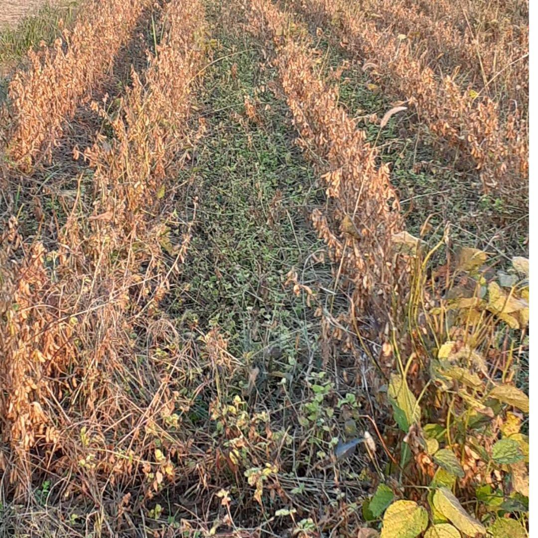 自然栽培　幻の大豆『八天狗』15kg 熊本県産
